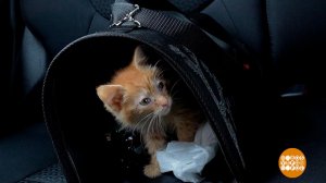 Мы везем с собой кота! В автопутешествие... Доброе утро. Фрагмент выпуска от 26.05.2026