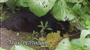 Страх рептилий