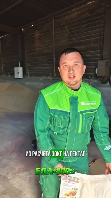 В Кушнаренковском районе Башкирии начали выращивать подсолнечник по биотехнологии  «БашИнком»