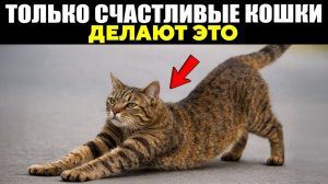 15 Тайных Признаков, что Твоя Кошка БЕЗУМНО Счастливая!