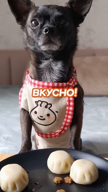 Пельмени для собак #chihuahuafanclub #chihuahua #dogs смотреть онлайн