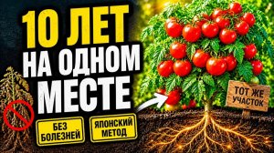 Томаты 10 лет на одном месте японский метод, чтобы кусты не болели
