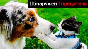 Обнаружен 1 предатель!!! Приколы с котами