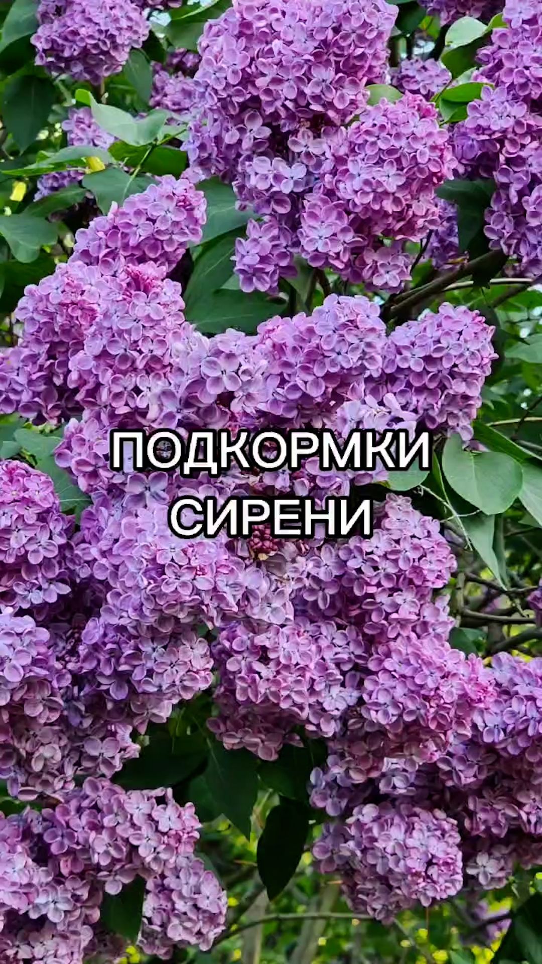 Чем подкормить сирень для пышного цветения?