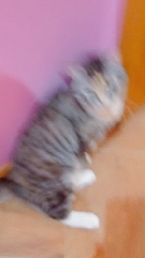 моя кошка