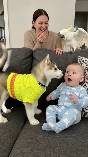 Смешные домашние животные
