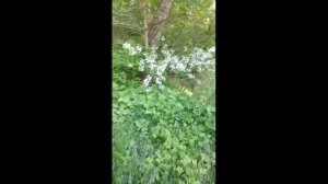 А вишня только зацвела!