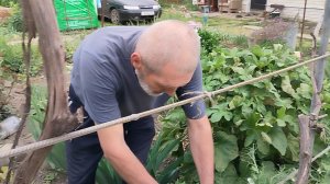 Ещё один день из жизни пенсионеров. Дегустирую чай.