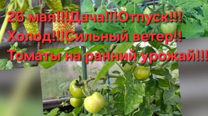 26-05-2026,Дача!Томаты на ранний урожай!Холод!Отпуск!Ветер сильный!