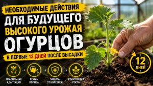ОГУРЦЫ- 12 ДНЕЙ ПОСЛЕ ВЫСАДКИ.ЧТО НУЖНО СДЕЛАТЬ?