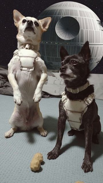 Что будет если пукнуть в ствол звезды смерти. #chihuahuafanclub #dogs смотреть онлайн