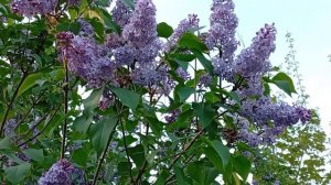 Сирень цветёт 🌸  Сиреневый релакс