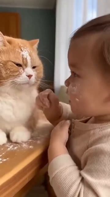 Смешные домашние животные