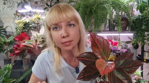 Как пересадить новую аглаонему на фитильный полив