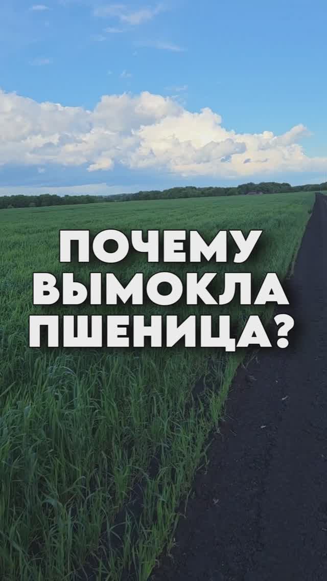 Почему в поле с пшеницей имеются пробелы? #AUM #YogaFerma #сельскоехозяйство #пшеница #поле #ферма