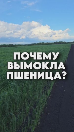 Почему в поле с пшеницей имеются пробелы? #AUM #YogaFerma #сельскоехозяйство #пшеница #поле #ферма