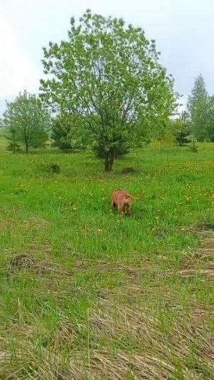 Спарта (привет из дома)