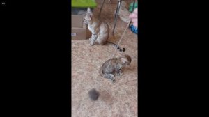 Котята питомника кошек  АСТЕР ГАТА