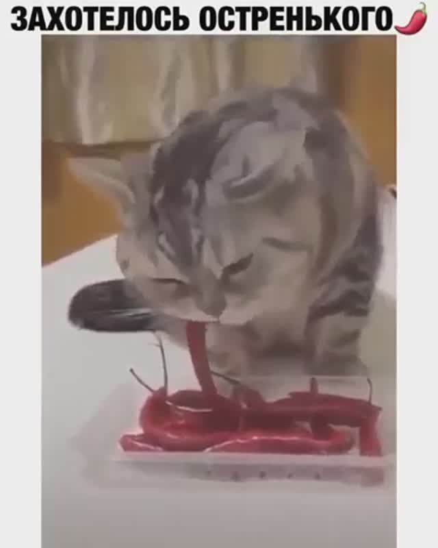 котик и перчик смотреть онлайн