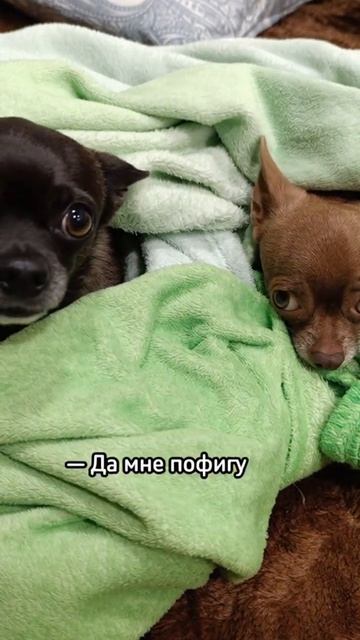 Собаки о работе смотреть онлайн