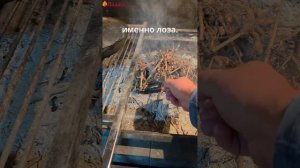 сомик на мангале на виноградной лозе в чугунной сковордке