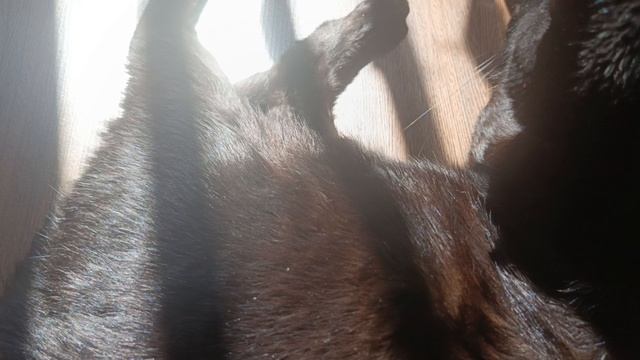 Доброе,солнечное утро! Солнечные ванны у котика🐈⬛🌞 смотреть онлайн