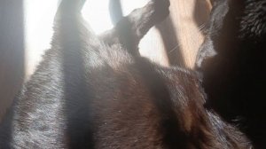 Доброе,солнечное утро! Солнечные ванны у котика🐈⬛🌞