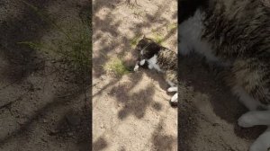 КОШКА-ТЕЛОХРАНИТЕЛЬ И СЕКРЕТНЫЙ РЕЦЕПТ ОТ МУРАВЬЁВ! Что творится на зелёной даче в Карелии?