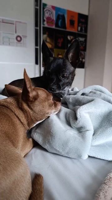 whos fart?!!!! #chihuahua #retrogaming смотреть онлайн