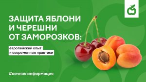 Защита яблони и черешни  от заморозков: европейский опыт  и современные практики