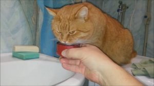 Жажда
