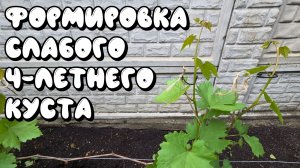 ФОРМИРОВКА СЛАБОГО 4-летнего КУСТА винограда.