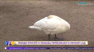 Лебеди Елисей и Любава переезжают в Летний сад