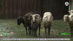 Масштабная акция к празднику Курбан-Байрам охватили всю Ингушетию
