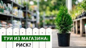 Тайны питомника: как выращивают растения и почему туи из магазина — это риск? Часть 2