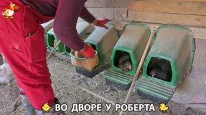 Содержание кур в домашних условиях и других птиц во дворе у Роберта 🐣🐤🦆🐔🪿🦃 (506)