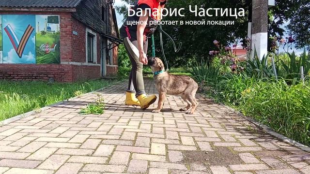 Баларис ЧАСТИЦА,  3 месяца 20 дней.