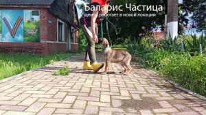 Баларис ЧАСТИЦА,  3 месяца 20 дней.