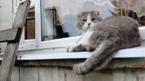 ПРЕВРАЩАЮСЬ В СТАРОЕ РАЗБИТОЕ  КОРЫТО 26-05-2026