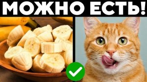 15 Человеческой Еды Со Стола, Которую МОЖНО ДАВАТЬ КОШКАМ!