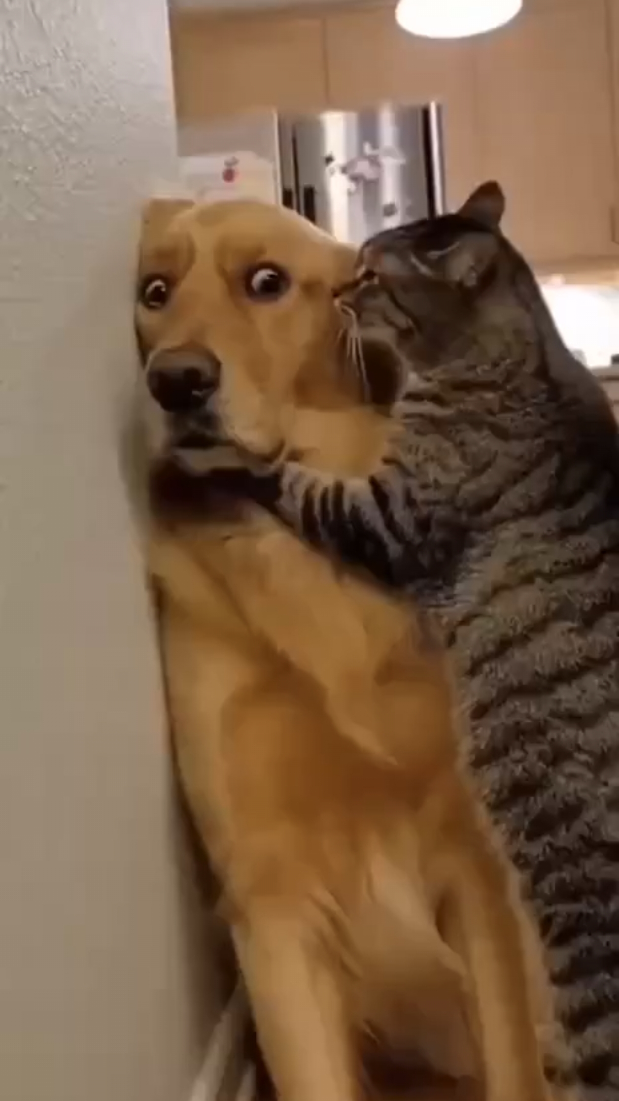 Ты где был, собака? 😾