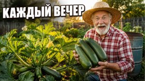 После ЭТОГО полива кабачков больше, чем успеваешь собирать!