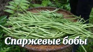 Свежие спаржевые бобы и огурцы собранны для продажи на рынке