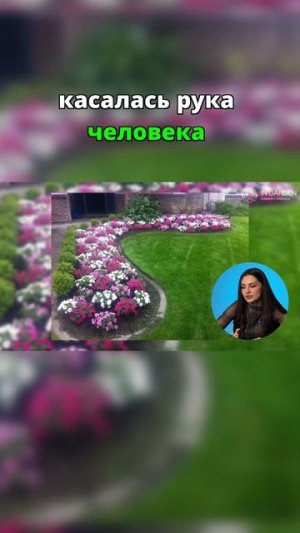 Секрет идеального ландшафта