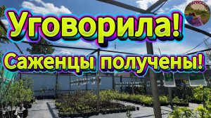 Тактика убеждения: как выпросить саженцы