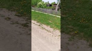 Природа 🍄🟫 поселок 🇷🇺 Санкино