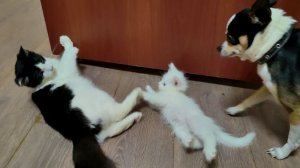 Маленький котенок победил большого котенка и собаку. Умный, хитрый и забавный котенок Микки.