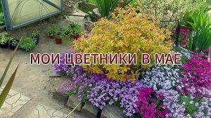 Мои цветники в мае.
