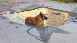 каждая вещь должна приносить пользу, а два желейных медведя не слушаются