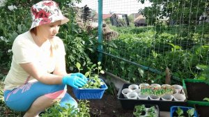 Занимаюсь рассадой. Начеренковала петунию. Посадила цветы и овощи
